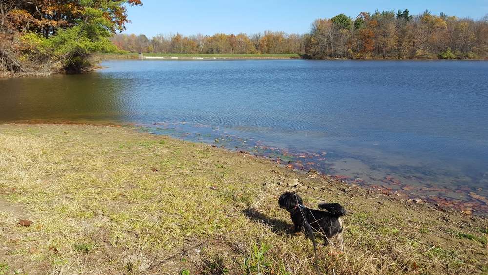 Dog walking in a lake park in Wellington OH