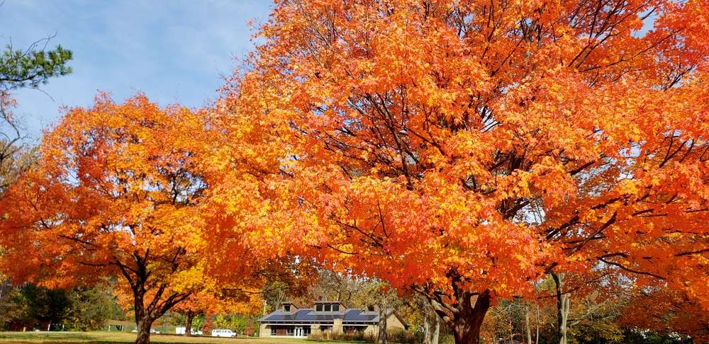 A home in brook park ohio bordered by woods on a bright fall day with orange leaves in the trees