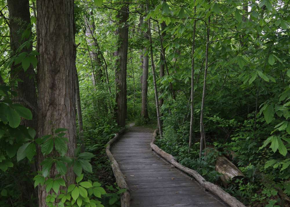 A wooden paved path through willoughby hills ohio bordered with trees